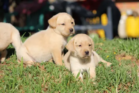 Beautiful Labrador Retriever puppies for sale